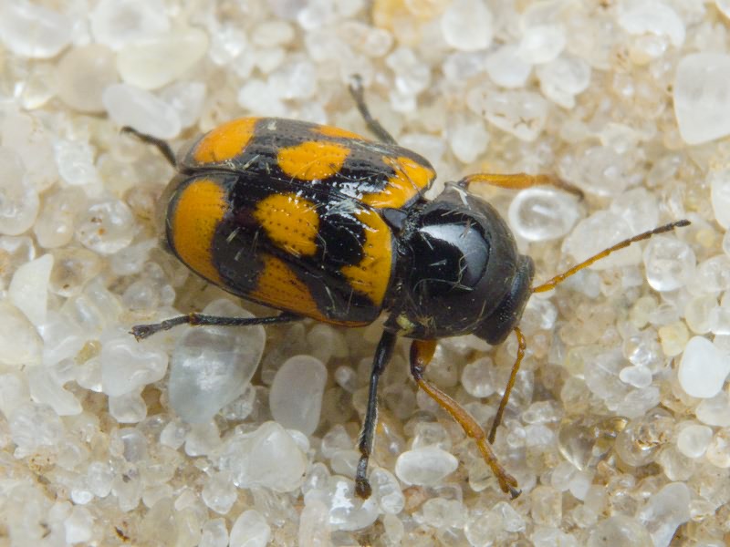 Cryptocephalus (Cryptocephalus) octacosmus Bedel, 1891